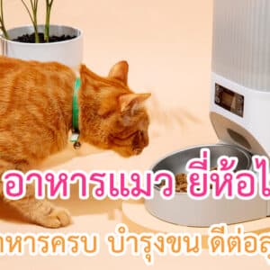 อาหารแมว ยี่ห้อไหนดี