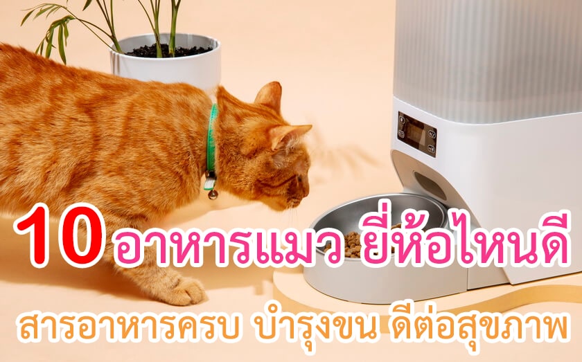 อาหารแมว ยี่ห้อไหนดี