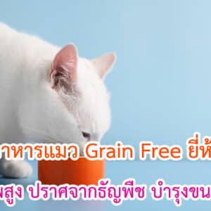 อาหารแมว Grain Free ยี่ห้อไหนดี