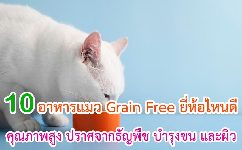 อาหารแมว Grain Free ยี่ห้อไหนดี