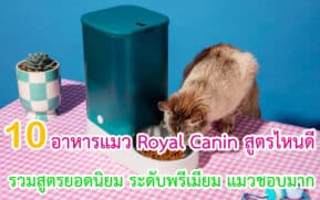 อาหารแมว Royal Canin