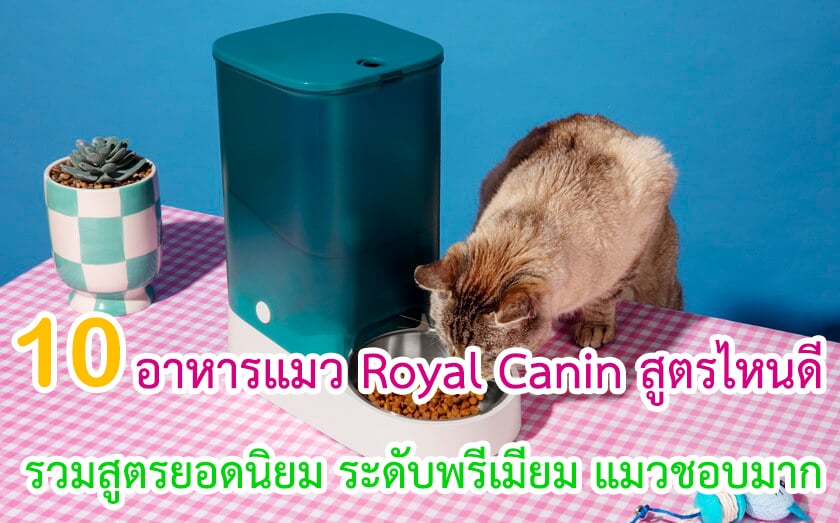 อาหารแมว Royal Canin