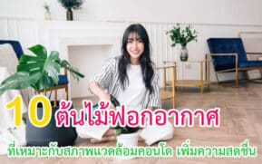 ต้นไม้ฟอกอากาศที่เหมาะกับสภาพแวดล้อมคอนโด