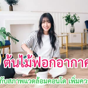 ต้นไม้ฟอกอากาศที่เหมาะกับสภาพแวดล้อมคอนโด