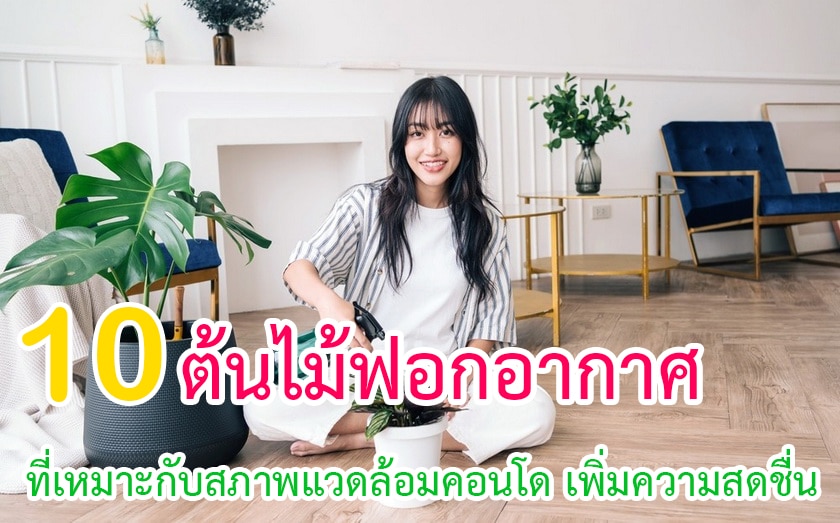 ต้นไม้ฟอกอากาศที่เหมาะกับสภาพแวดล้อมคอนโด