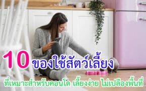 ของใช้สัตว์เลี้ยงที่เหมาะสำหรับคอนโด