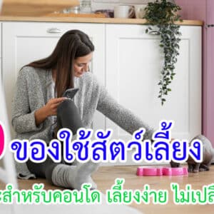 ของใช้สัตว์เลี้ยงที่เหมาะสำหรับคอนโด